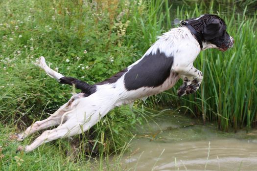 English Springer Spaniel leaping into water