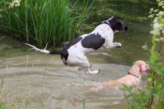 English Springer Spaniel leaping into water