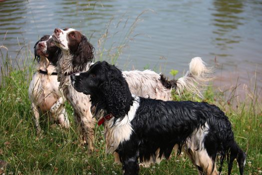 Working English Springer Spaniels