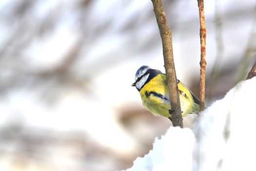 blue tit on a twig in winter