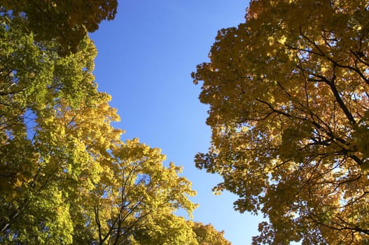 yellow tree ont the sky background