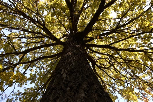 great tree in autumn season