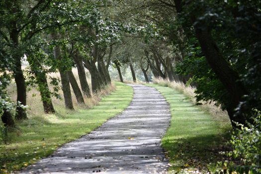 Tree lined drive