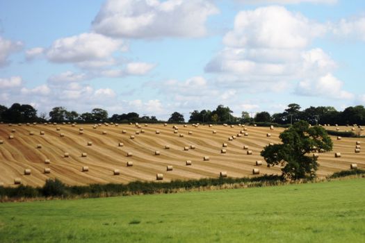 Bales in a field