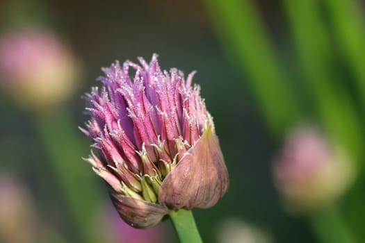 Chive Flower Bud Allium schoenoprasum early morning with dew