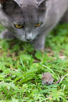 Gray cat hunting after mouse on a gree grass