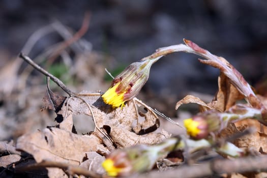 Coltsfoot Tussilago farfara early spring wildflower in morning sun