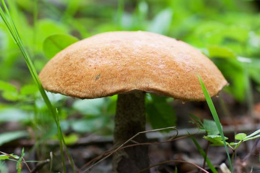 Brown cap boletus in a green forest in the summer