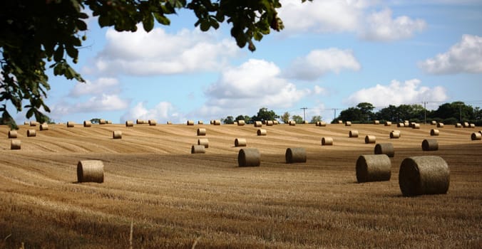 Bales in a field