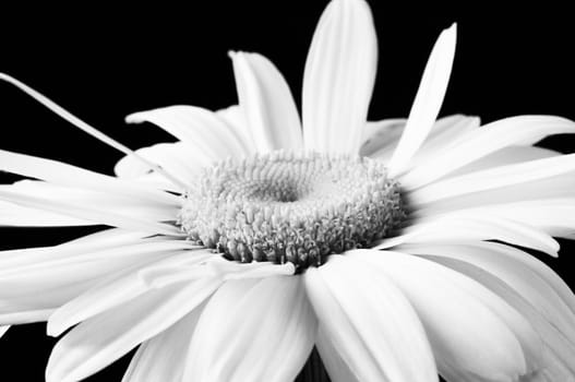 special black and white photo f/x,focus on the lower part of the center
