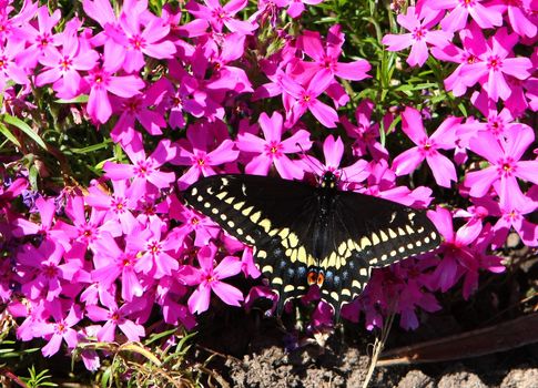 Eastern Black Swallowtail Butterfly Papilio polyxenes in morning sunlight