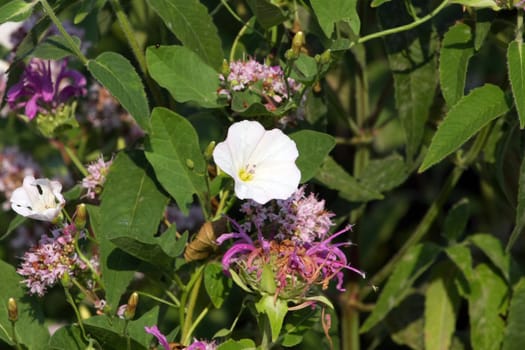 Field Bindweed Flower Convolvulus in early morning sun