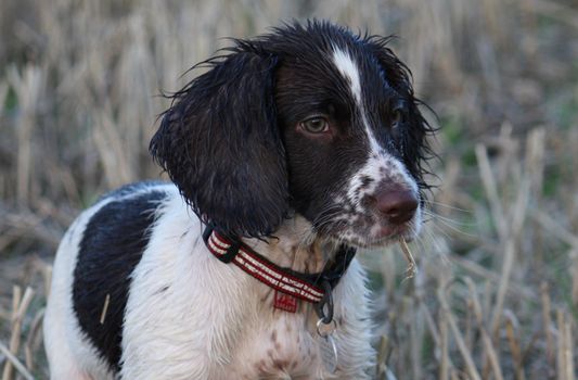 Working English Springer Spaniel