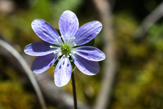 Hepatica liverwort flower early spring in morning sun
