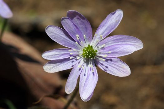 Hepatica liverwort flower early spring in morning sun