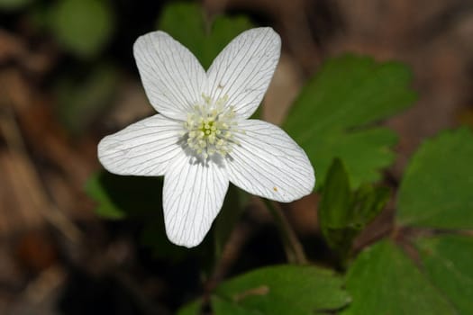 Hepatica liverwort flower early spring in morning sun