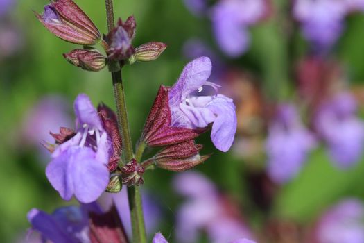 Sage labiatae Flower in morning sun