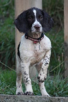 Working English Springer Spaniel