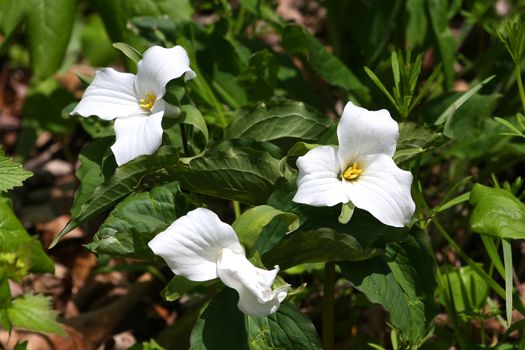 Trillium flower grandiflorum early spring in morning sun