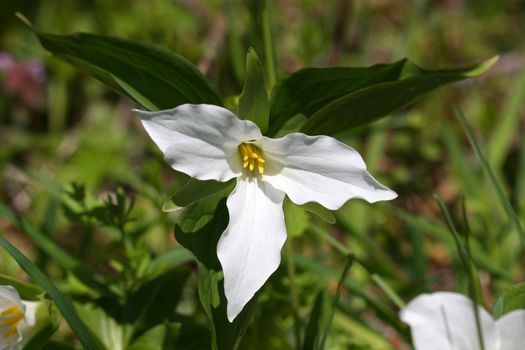 Trillium flower grandiflorum early spring in morning sun