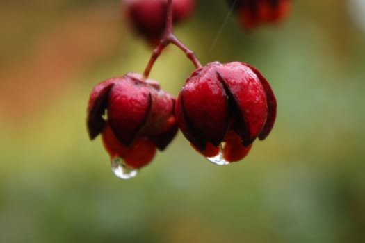 Berries dripping water