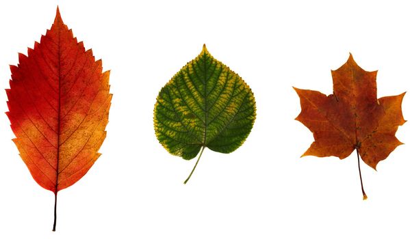 isolated leafs for design work