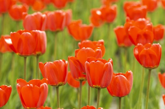 focus point on the nearest tulips on the center