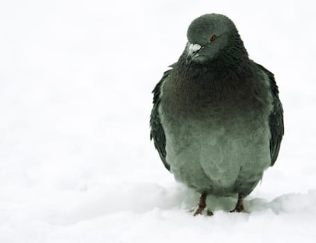 winter bird,focus point on the eye(special toned)