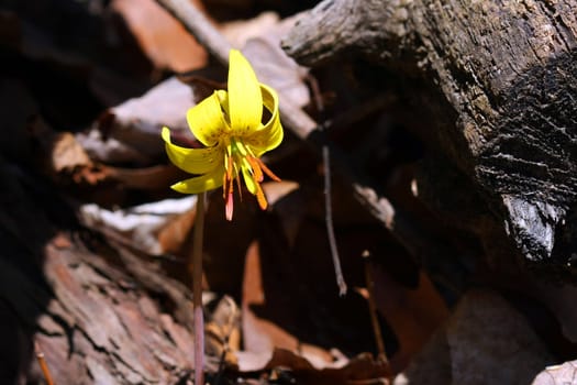 Trout Lily Erythronium flower early spring morning sun