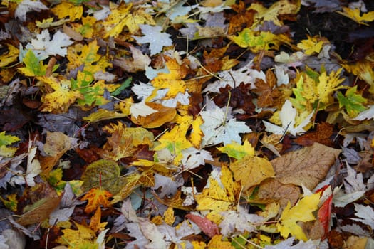 Leaves on floor