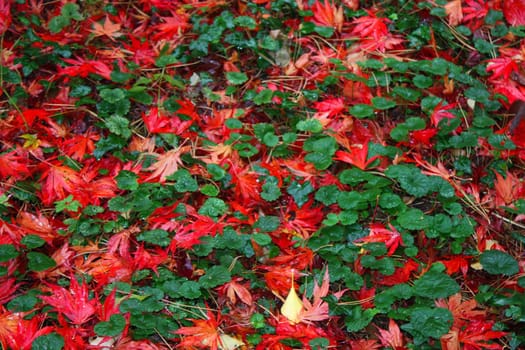 Leaves on floor