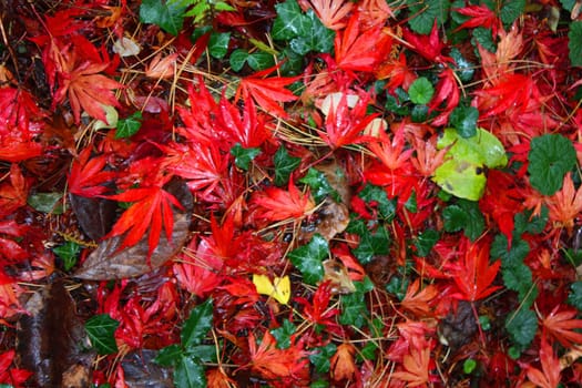 Leaves on floor