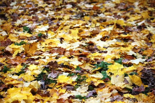 Leaves on floor