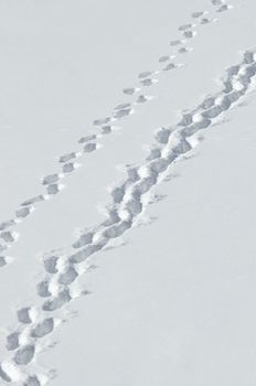 footprints on snow background, focus on center of photo