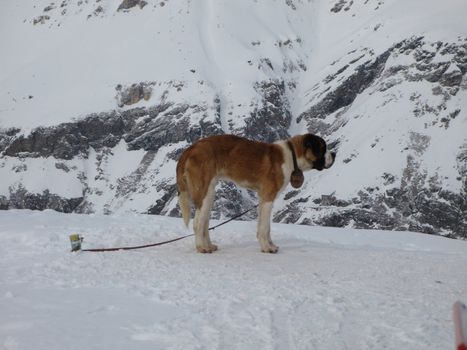 St Bernard