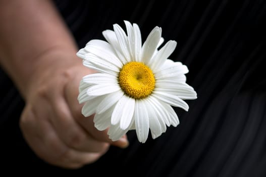 tender flower(special photo f/x)