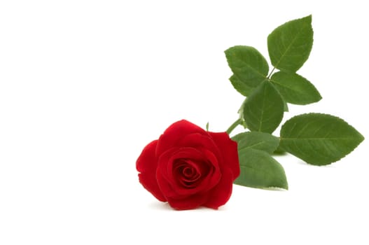 isolated flower on the white background