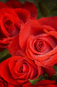 roses in macro(special soft f/x,focus point on thr nearest flower)