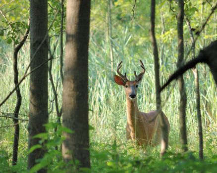 Young Whitetail Deer Buck standing in a thicket in summer velvet.