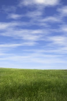 nature background(focus on the nearest grass)