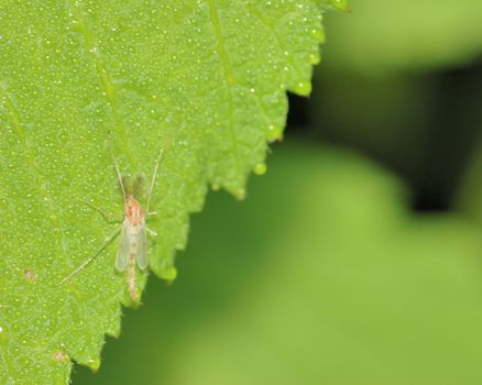 Midge perched on a green plant leaf.