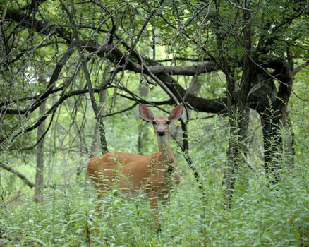 Whitetail Deer Doe standing at the edge of the woods.