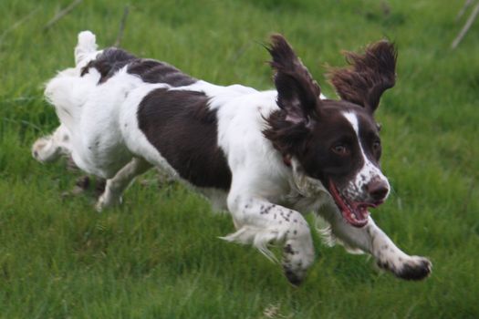 Working English Springer Spaniel