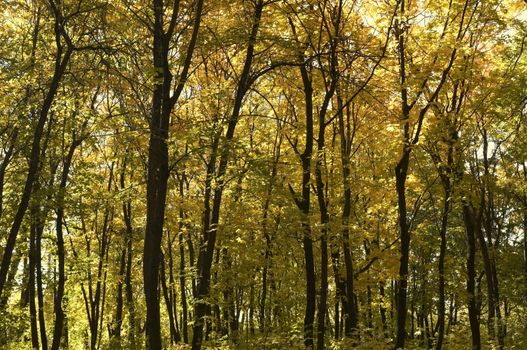 great park in autumn season