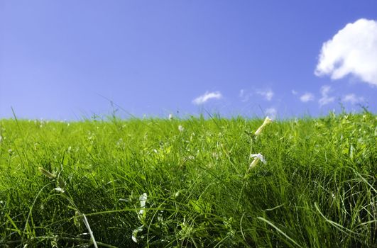 fresh meadow, focus point on nearest grass