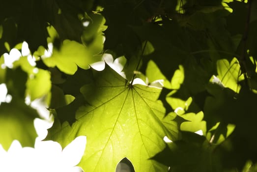 special warm toned and backlit, focus point on center of photo