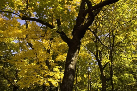 autumn in the forest