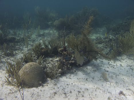Coral reef home of many species of fish