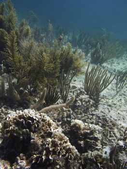 Coral reef home of little black fish