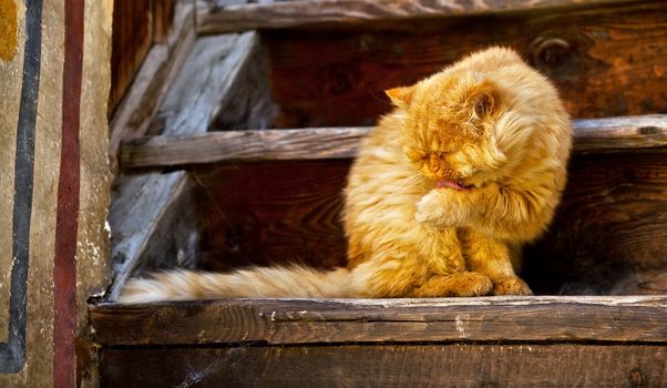 big old orange cat is licking his paw